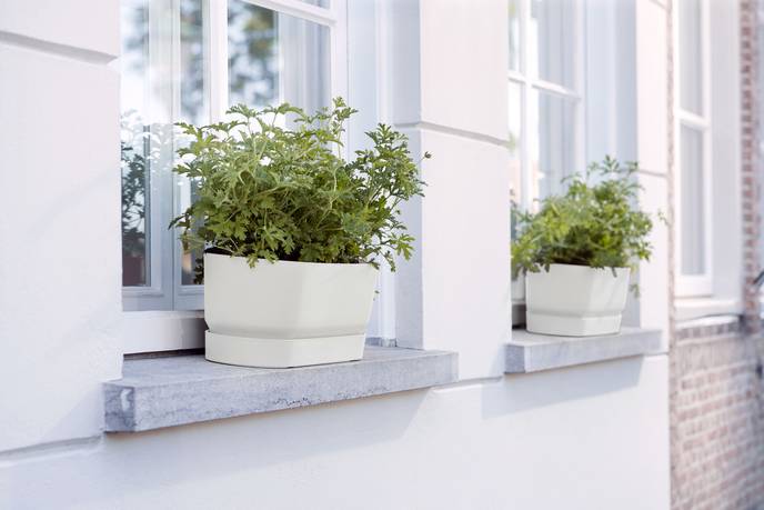 greenville long 70cm blanc